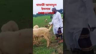 khamari agriculture video agriculturefarming viralvideo sheeps farming sheepfarming vlog [upl. by Aniteb777]