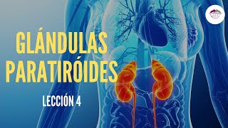 4 GLÁNDULAS PARATIROIDES FISIOLOGÍA DEL SISTEMA ENDOCRINO [upl. by Adnomar]