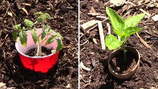 Ways To Deal With Cutworms And 2 DIY Ways To Make Cutworm Collars [upl. by Urial]