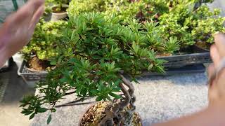 how to trim satsuki azalea bonsai Rhododendron indicum by matsuyoshi 4 rough shape to tigher [upl. by Henryson952]