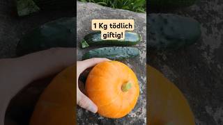 wie man giftige Kürbisse Gurken Zucchini erkennt amp verhindert [upl. by Tiernan]