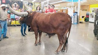 Only in Texas Longhorn in Petco [upl. by Talich]