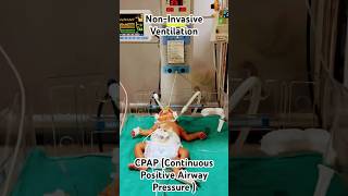 Non Invasive VentilationCPAPshorts ytshorts Nursing knowledge with wisdom [upl. by Aduhey]