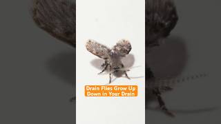 Drain Flies Grow Up Down in Your Drain  DeepLook Shorts [upl. by Yrekcaz]