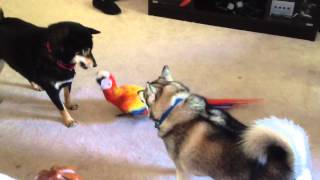 Macaw playing with dog [upl. by Aytida]