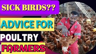 CHICKEN DISEASES TECHNIQUES FOR IDENTIFYING SICK CHICKENS [upl. by Terriss]