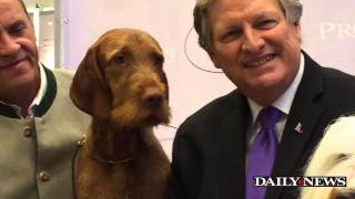 New Breeds Join Westminster Dog Show [upl. by Ehsrop]