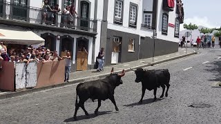 Largada Sanjoaninas 2023  Ganadaria MR  Ilha Terceira  Açores [upl. by Aundrea]