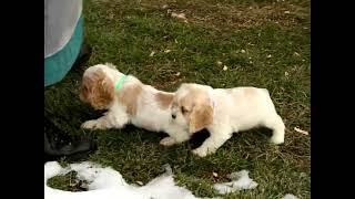 Cocker Spaniel Puppies For Sale [upl. by Aisilef]