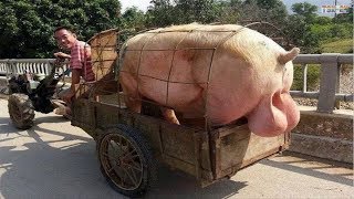 WOW Amazing Biggest Pig in The World  New Agriculture Technologies [upl. by Ardnua920]