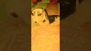 Fullyvideodogdogsonghindisongnaveenguptagmrbestdogsong [upl. by Morentz122]