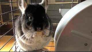 CUTEST Chinchilla Eating Shredded Wheat Cereal [upl. by Granthem]