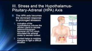 Stress amp the HPA Axis [upl. by Ches593]