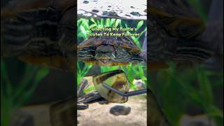 Collecting My Turtle’s Scutes petoftheday turtletank reptiles [upl. by Hnid]