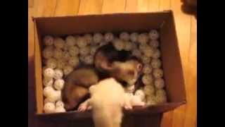 Three Ferrets Playing in a Box of Balls [upl. by Gneh]