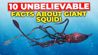 10 Unbelievable Facts about GIANT Squid [upl. by Aniret2]