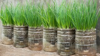 Method of growing onions in plastic bottles Growing onions by selfwatering at home [upl. by Anirbac]