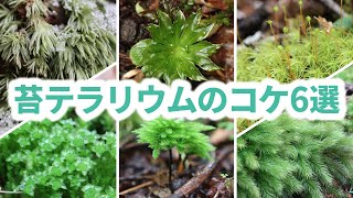 苔テラリウムに適したコケ6選 [upl. by Ingalls763]