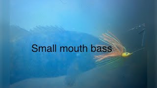 How To Catch Bass from The Bank spinner bait bassfishing oregon fishing sportfishing trout [upl. by Nolrac]