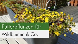 Insektenfreundliche Blumenkübel Folge 5  Wundervoller Balkonkasten für unsere heimischen Insekten [upl. by Amorette]