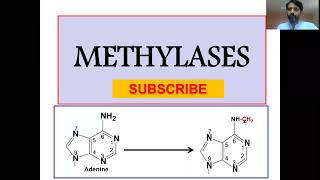 DNA Methylases DNA Methylation Restriction amp Modification system [upl. by Eerb185]