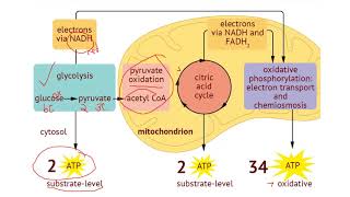 IB Biology 82 Cell Respiration [upl. by Ahsykal113]