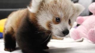 Twin Red Panda Cubs at Lincoln Childrens Zoo [upl. by Hsakiv]