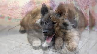 Eurasier Avantages et inconvénients Prix Comment choisir Faits Soins Histoire [upl. by Carina]