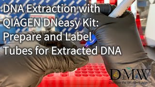 DNA Extraction with QIAGEN DNeasy Kit Prepare and Label Tubes for Extracted DNA [upl. by Yerxa]