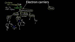 Electron Transporters NADH and FADH2 [upl. by Eerat]