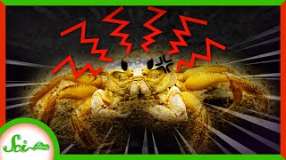 Ghost Crabs Take Stomach Growling to a Whole New Level [upl. by Notsirb]