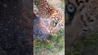 Leopard Climbing a Tree  By londolozi Ig [upl. by Attennod474]