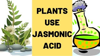 How Plants Use Jasmonic Acid [upl. by Iman]