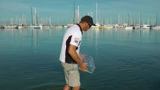 Catching Live Bait Poddy Mullet  REEL IT IN Deluxe Bait Trap [upl. by Llevram]