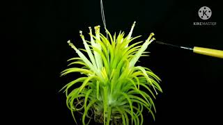 Tillandsia l Growing Air Plants From Seeds Ionantha Druid [upl. by Enilreug]