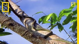 Flying Snake Hunts Leaping Lizard  National Geographic [upl. by Eelsew]