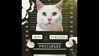 VMZ  Cadê Meu Gato  😺 [upl. by Selden]