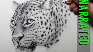 How to Draw a Leopard Narrated Step by Step [upl. by Kcirtap]