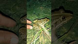 Frog and Toad HILARIOUS Antics 🐸🐸🤣 MUST WATCH [upl. by Ahsiena301]