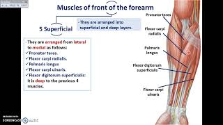 Overview of UL 10  The Front of the Forearm  Dr Ahmed Farid [upl. by Garrick]