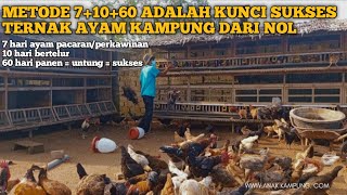 METODE 7×10×60 ADALAH KUNCI SUKSES MEMULAI USAHA TERNAK AYAM KAMPUNG [upl. by Ollie]