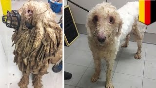 Extreme dog fur ‘Rasta’ dog 69 other mistreated animals rescued from their own filth  TomoNews [upl. by Yablon]