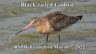 Blacktailed Godwit  2022 [upl. by Aroled]