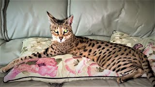 Top 10 Tips on owning a Savannah cat [upl. by Genet]