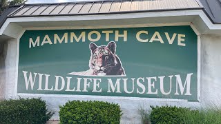 Mammoth Cave Wildlife Museum [upl. by Thain]