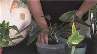 Flower Gardening  How to Grow Anthuriums [upl. by Crin513]