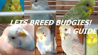 A Guide  How To Breed Budgies in an Aviary [upl. by Ientirb280]