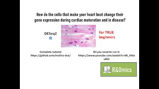 RNAseq Data normalization and clustering in R beginners [upl. by Colan]