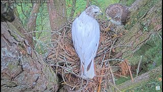 Angel Leucistic Redtailed Hawk Cam  Angel Brings A Twig To Nest amp Tom Joins Her 💕 4924 [upl. by Ahsenyt]