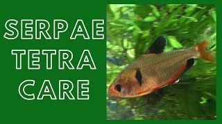 Serpae Tetra Care Guide Red Minor Tetra [upl. by Aneer232]